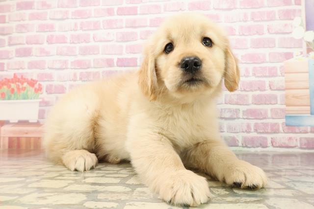埼玉県のゴールデンレトリバー (Coo&RIKU春日部店/2025年8月12日生まれ/女の子/ゴールデン)の子犬の3枚目の画像
