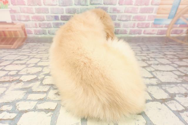 埼玉県のゴールデンレトリバー (Coo&RIKU春日部店/2025年8月12日生まれ/女の子/ゴールデン)の子犬の4枚目の画像