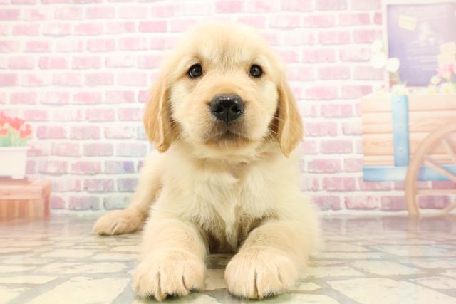 東京都のゴールデンレトリバー (Coo&RIKU江戸川店/2025年8月12日生まれ/女の子/ゴールデン)の子犬の1枚目の画像
