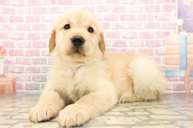 東京都のゴールデンレトリバー (Coo&RIKU江戸川店/2025年8月12日生まれ/女の子/ゴールデン)の子犬の2枚目の画像