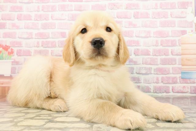 東京都のゴールデンレトリバー (Coo&RIKU江戸川店/2025年8月12日生まれ/女の子/ゴールデン)の子犬の3枚目の画像