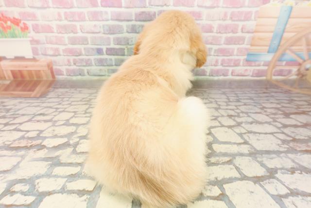 東京都のゴールデンレトリバー (Coo&RIKU江戸川店/2025年8月12日生まれ/女の子/ゴールデン)の子犬の4枚目の画像