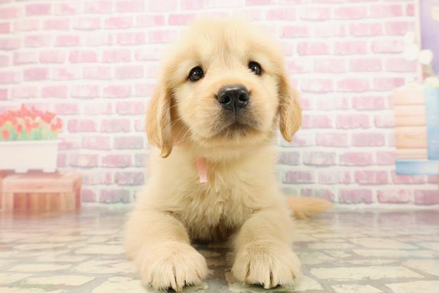 東京都のゴールデンレトリバー (Coo&RIKU足立本店/2025年8月12日生まれ/女の子/ゴールデン)の子犬の1枚目の画像