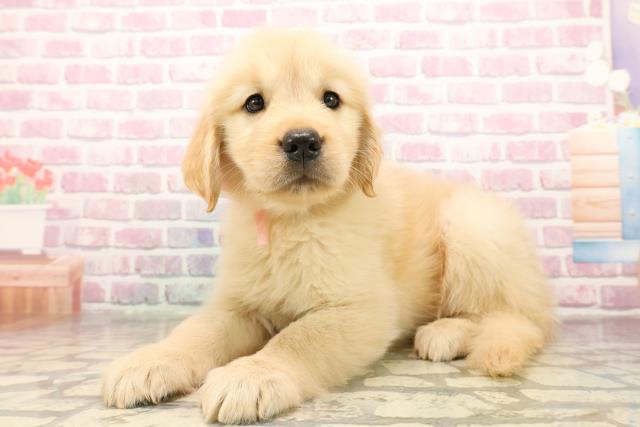 東京都のゴールデンレトリバー (Coo&RIKU足立本店/2025年8月12日生まれ/女の子/ゴールデン)の子犬の2枚目の画像