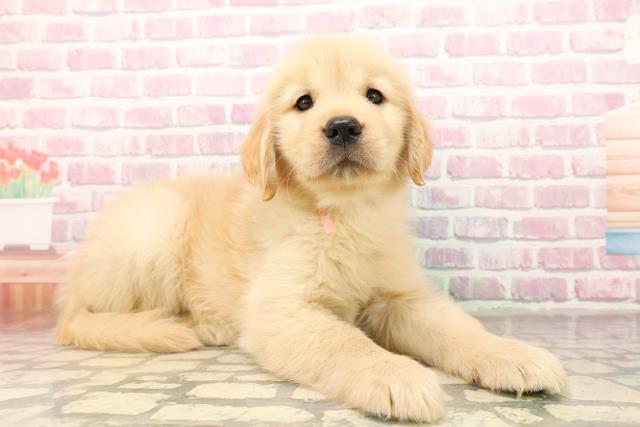 東京都のゴールデンレトリバー (Coo&RIKU足立本店/2025年8月12日生まれ/女の子/ゴールデン)の子犬の3枚目の画像