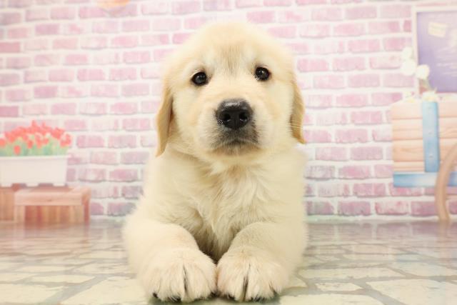 東京都のゴールデンレトリバー (Coo&RIKU立川店/2025年8月12日生まれ/女の子/ゴールデン)の子犬の1枚目の画像
