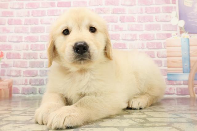 東京都のゴールデンレトリバー (Coo&RIKU立川店/2025年8月12日生まれ/女の子/ゴールデン)の子犬の2枚目の画像