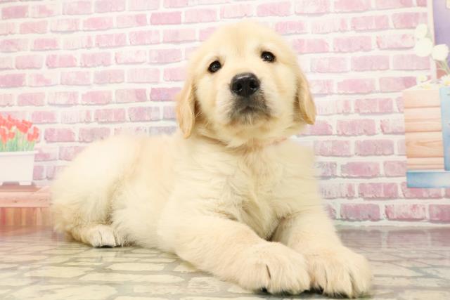 東京都のゴールデンレトリバー (Coo&RIKU立川店/2025年8月12日生まれ/女の子/ゴールデン)の子犬の3枚目の画像