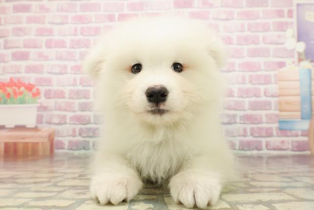 東京都のサモエド (Coo&RIKU江戸川店/2025年8月13日生まれ/男の子/ホワイト)の子犬の1枚目の画像