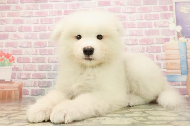 東京都のサモエド (Coo&RIKU江戸川店/2025年8月13日生まれ/男の子/ホワイト)の子犬の2枚目の画像
