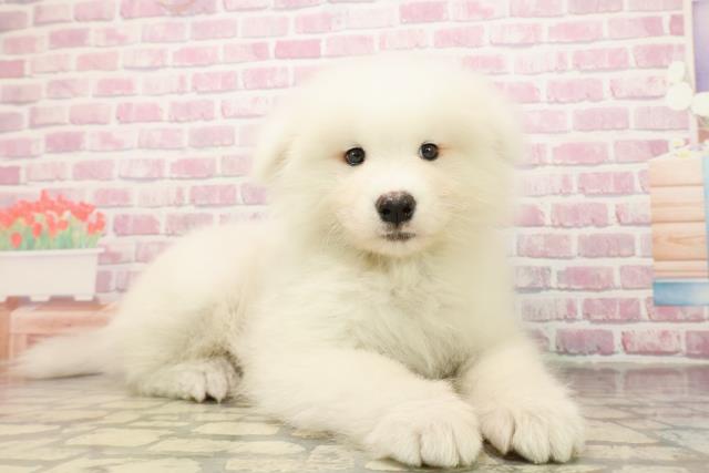 東京都のサモエド (Coo&RIKU江戸川店/2025年8月13日生まれ/男の子/ホワイト)の子犬の3枚目の画像