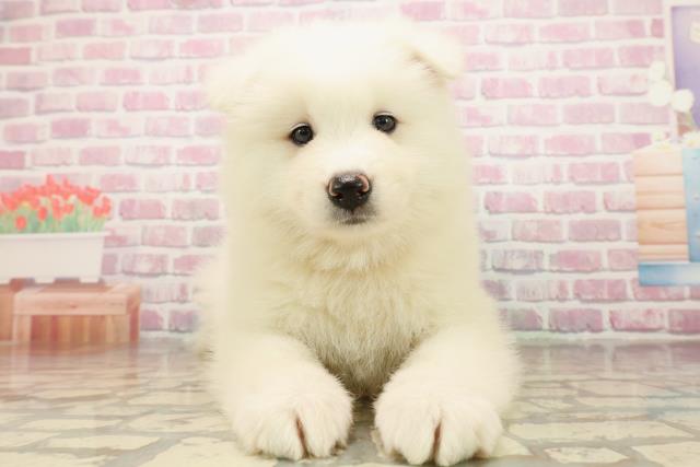 栃木県のサモエド (Coo&RIKUFKDインターパーク店/2025年8月13日生まれ/女の子/ホワイト)の子犬の1枚目の画像