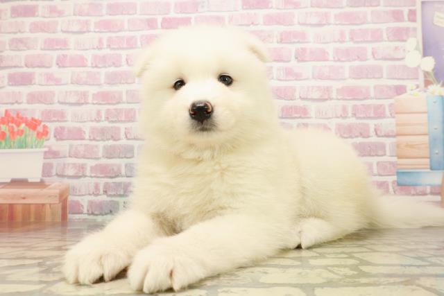 栃木県のサモエド (Coo&RIKUFKDインターパーク店/2025年8月13日生まれ/女の子/ホワイト)の子犬の2枚目の画像