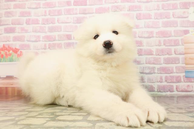 栃木県のサモエド (Coo&RIKUFKDインターパーク店/2025年8月13日生まれ/女の子/ホワイト)の子犬の3枚目の画像