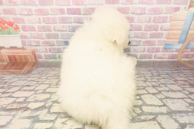 栃木県のサモエド (Coo&RIKUFKDインターパーク店/2025年8月13日生まれ/女の子/ホワイト)の子犬の4枚目の画像