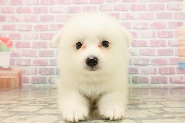 静岡県の日本スピッツ (Coo&RIKU静岡SBS通り店/2025年8月13日生まれ/男の子/ホワイト)の子犬
