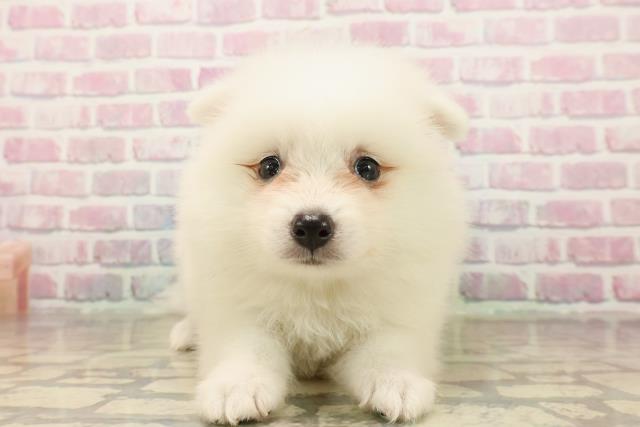 静岡県の日本スピッツ (Coo&RIKU浜松店/2025年8月13日生まれ/女の子/ホワイト)の子犬