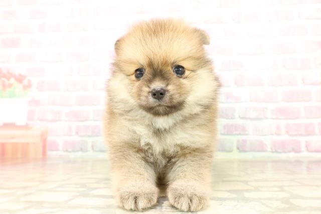 埼玉県のポメラニアン (Coo&RIKU所沢店/2025年8月10日生まれ/男の子/オレンジ)の子犬の1枚目の画像