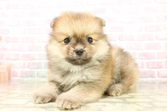 埼玉県のポメラニアン (Coo&RIKU所沢店/2025年8月10日生まれ/男の子/オレンジ)の子犬の2枚目の画像