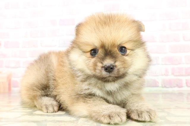 埼玉県のポメラニアン (Coo&RIKU所沢店/2025年8月10日生まれ/男の子/オレンジ)の子犬の3枚目の画像