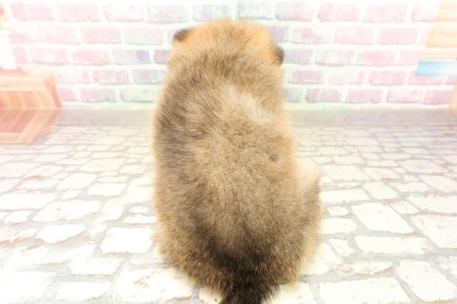 埼玉県のポメラニアン (Coo&RIKU所沢店/2025年8月10日生まれ/男の子/オレンジ)の子犬の4枚目の画像