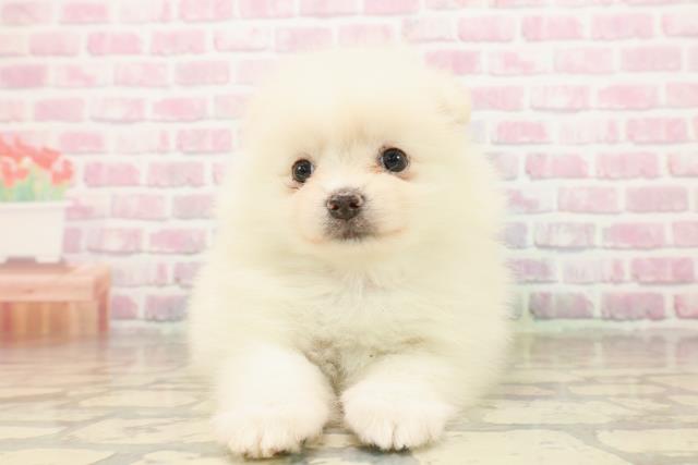静岡県のポメラニアン (Coo&RIKU沼津店/2025年8月10日生まれ/女の子/クリーム)の子犬