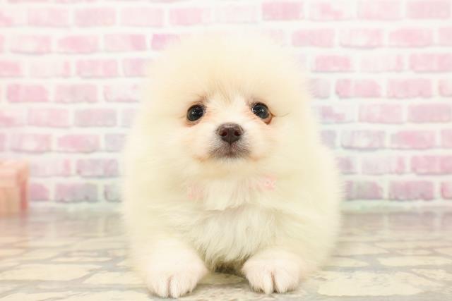 東京都のポメラニアン (Coo&RIKU赤坂店/2025年8月10日生まれ/女の子/クリーム)の子犬の1枚目の画像
