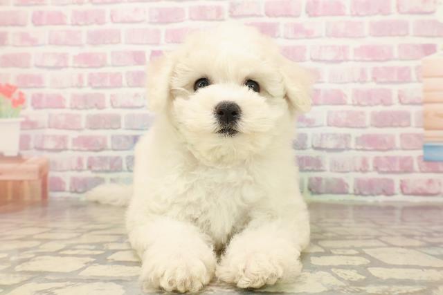 千葉県のビションフリーゼ (Coo&RIKUフレスポ稲毛店/2025年8月12日生まれ/女の子/ホワイト)の子犬の1枚目の画像