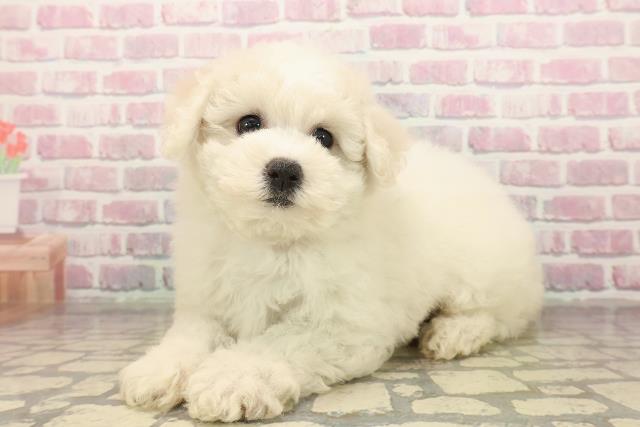 千葉県のビションフリーゼ (Coo&RIKUフレスポ稲毛店/2025年8月12日生まれ/女の子/ホワイト)の子犬の2枚目の画像