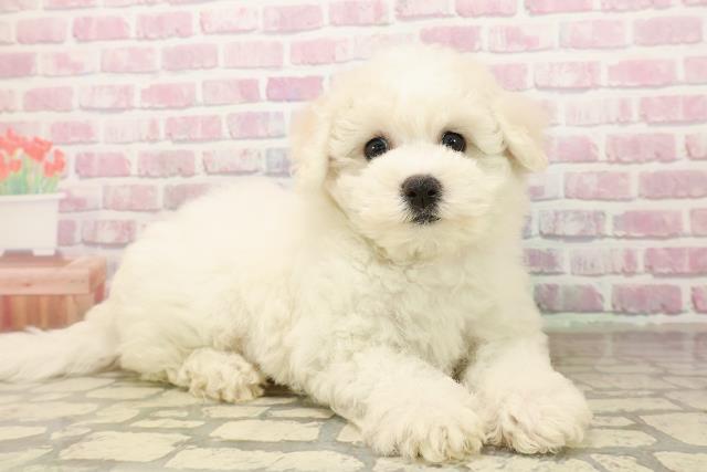 千葉県のビションフリーゼ (Coo&RIKUフレスポ稲毛店/2025年8月12日生まれ/女の子/ホワイト)の子犬の3枚目の画像