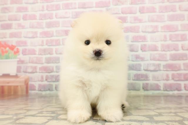 東京都のポメラニアン (Coo&RIKU自由が丘店/2025年8月13日生まれ/男の子/クリーム)の子犬の1枚目の画像