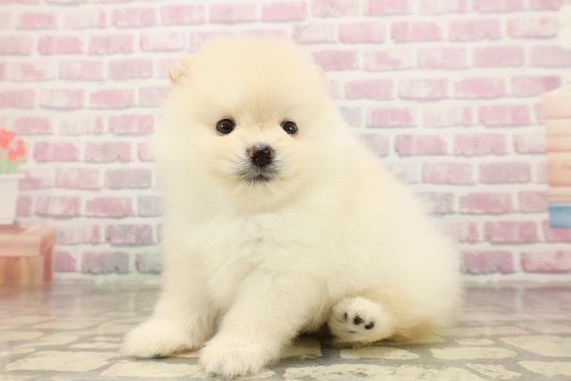 東京都のポメラニアン (Coo&RIKU自由が丘店/2025年8月13日生まれ/男の子/クリーム)の子犬の2枚目の画像