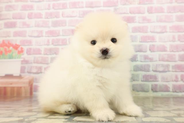 東京都のポメラニアン (Coo&RIKU自由が丘店/2025年8月13日生まれ/男の子/クリーム)の子犬の3枚目の画像