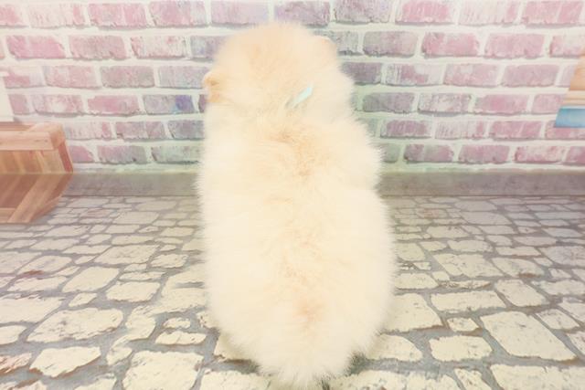 東京都のポメラニアン (Coo&RIKU自由が丘店/2025年8月13日生まれ/男の子/クリーム)の子犬の4枚目の画像