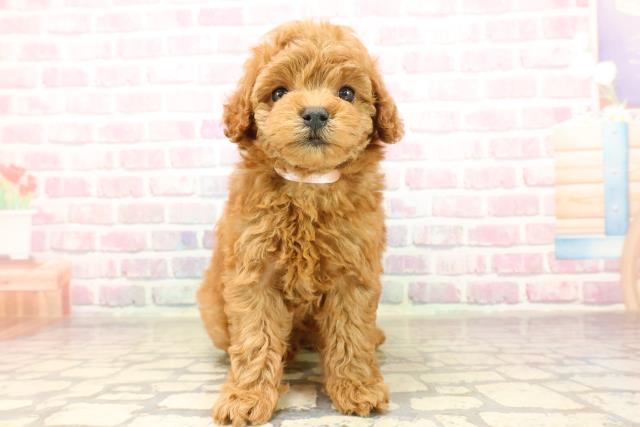 神奈川県のトイプードル(トイ) (Coo&RIKU日吉店/2025年8月12日生まれ/女の子/レッド)の子犬の1枚目の画像