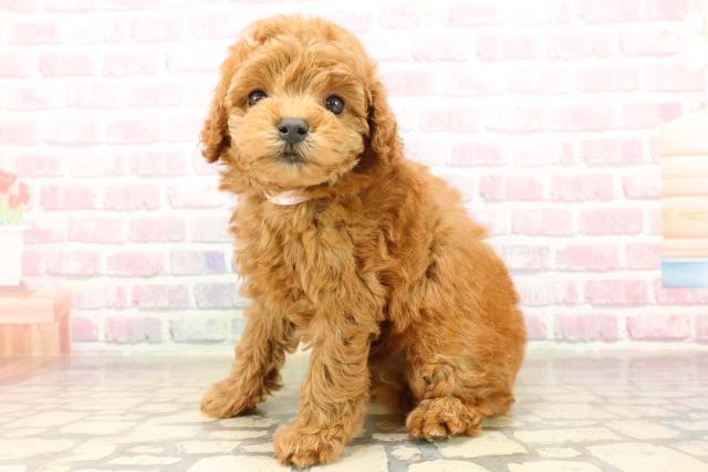 神奈川県のトイプードル(トイ) (Coo&RIKU日吉店/2025年8月12日生まれ/女の子/レッド)の子犬の2枚目の画像