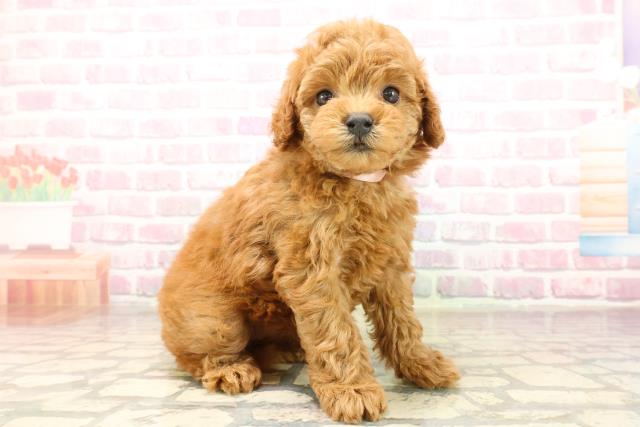 神奈川県のトイプードル(トイ) (Coo&RIKU日吉店/2025年8月12日生まれ/女の子/レッド)の子犬の3枚目の画像
