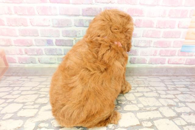 神奈川県のトイプードル(トイ) (Coo&RIKU日吉店/2025年8月12日生まれ/女の子/レッド)の子犬の4枚目の画像