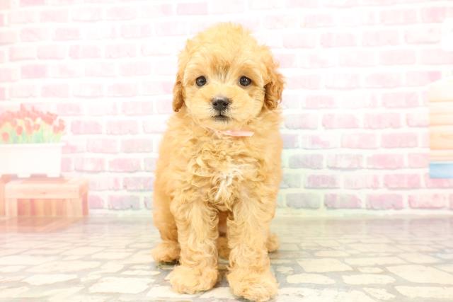 東京都のトイプードル(トイ) (Coo&RIKU大久保店/2025年8月12日生まれ/女の子/アプリコット)の子犬の1枚目の画像