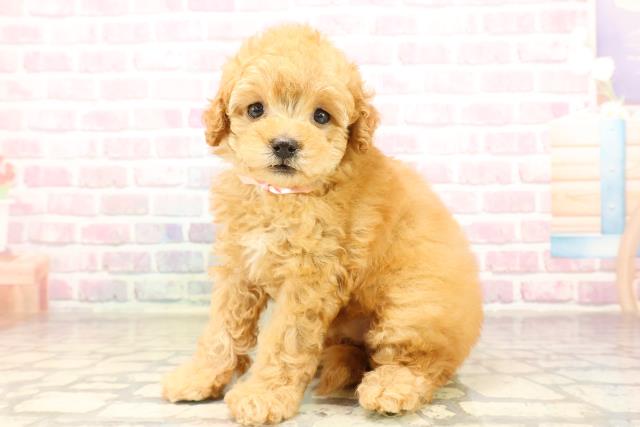 東京都のトイプードル(トイ) (Coo&RIKU大久保店/2025年8月12日生まれ/女の子/アプリコット)の子犬の2枚目の画像