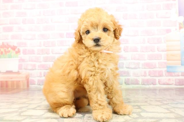 東京都のトイプードル(トイ) (Coo&RIKU大久保店/2025年8月12日生まれ/女の子/アプリコット)の子犬の3枚目の画像