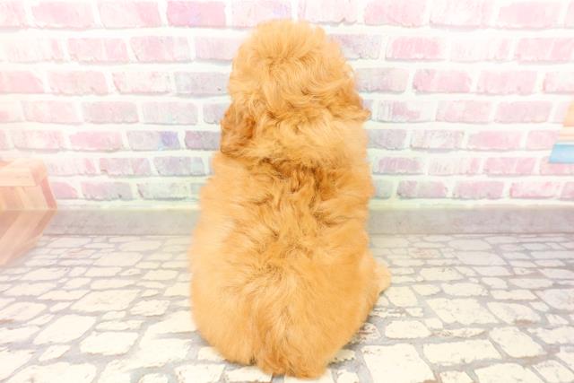 東京都のトイプードル(トイ) (Coo&RIKU大久保店/2025年8月12日生まれ/女の子/アプリコット)の子犬の4枚目の画像