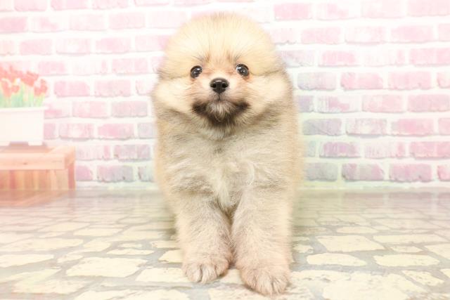 東京都のポメラニアン (Coo&RIKU江戸川店/2025年8月12日生まれ/男の子/オレンジ)の子犬の1枚目の画像