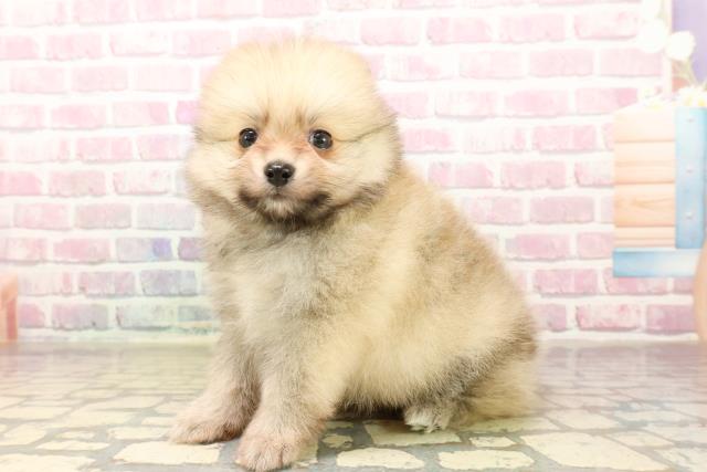 東京都のポメラニアン (Coo&RIKU江戸川店/2025年8月12日生まれ/男の子/オレンジ)の子犬の2枚目の画像