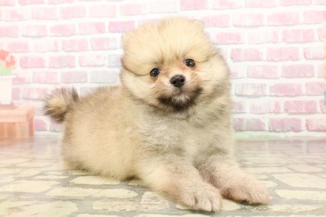東京都のポメラニアン (Coo&RIKU江戸川店/2025年8月12日生まれ/男の子/オレンジ)の子犬の3枚目の画像