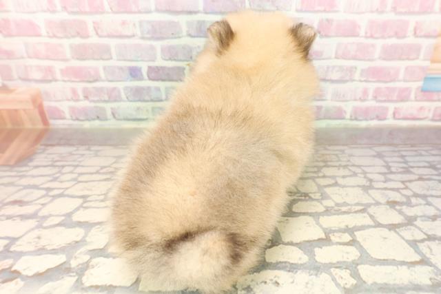 東京都のポメラニアン (Coo&RIKU江戸川店/2025年8月12日生まれ/男の子/オレンジ)の子犬の4枚目の画像