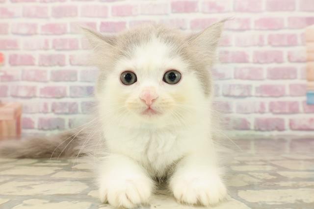 東京都のサイベリアン (Coo&RIKU浅草店/2025年8月13日生まれ/男の子/ブルーホワイト)の子猫の1枚目の画像