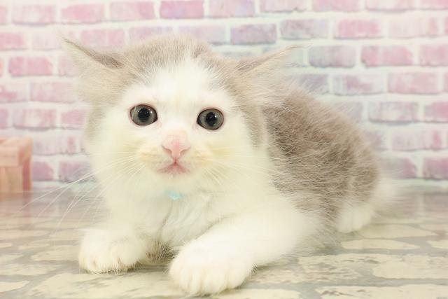 東京都のサイベリアン (Coo&RIKU浅草店/2025年8月13日生まれ/男の子/ブルーホワイト)の子猫の2枚目の画像