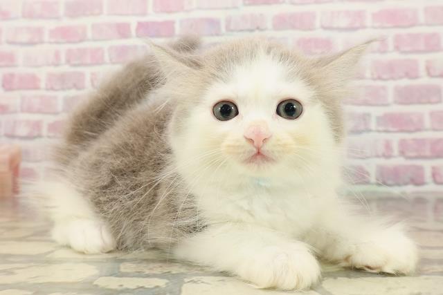 東京都のサイベリアン (Coo&RIKU浅草店/2025年8月13日生まれ/男の子/ブルーホワイト)の子猫の3枚目の画像