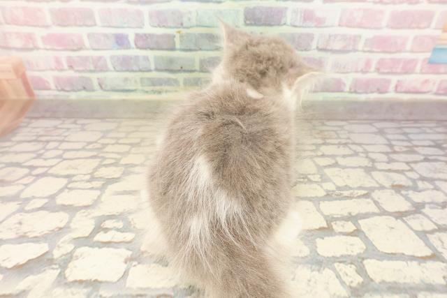 東京都のサイベリアン (Coo&RIKU浅草店/2025年8月13日生まれ/男の子/ブルーホワイト)の子猫の4枚目の画像